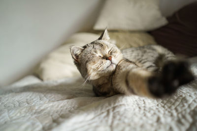 Portrait of a beautiful cat. cute cat portrait. happy pet.