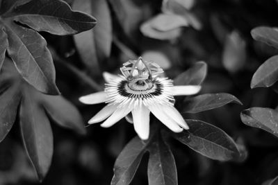 Close-up of flowering plant