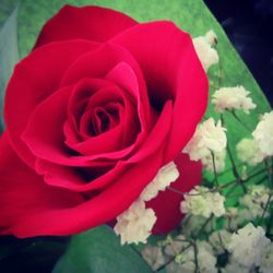 Close-up of red rose