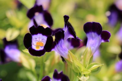 Close-up of purple flower