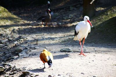 Close-up of birds