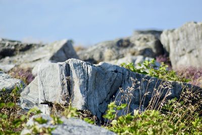 Surface level of rocks against clear sky