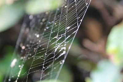 Close-up of spider web