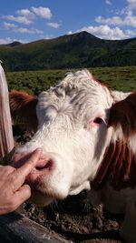 Close-up of a cow on field