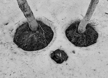 High angle view of dead plants on field