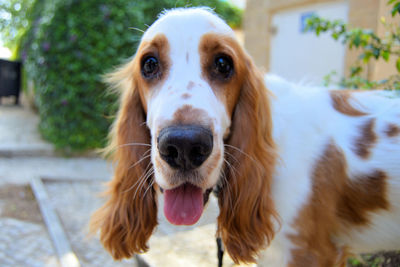 Close-up portrait of dog