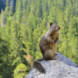 Animal sitting on rock