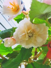 Close-up of white flowering plant