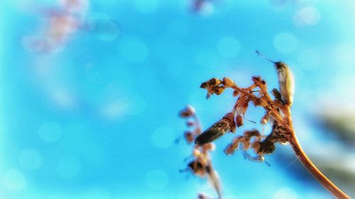 Low angle view of flowers against blue sky