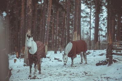 View of horses on snow covered land