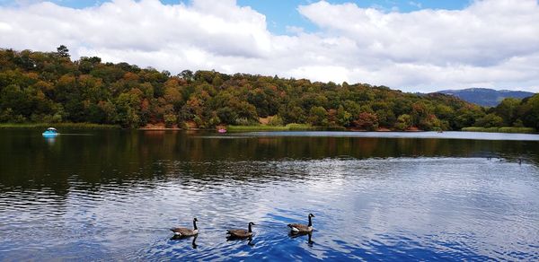 Ducks swimming in lake