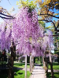 View of pink flowering plants in park