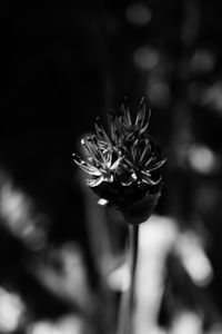 Close-up of flowering plant
