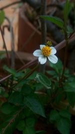 Close-up of flower blooming outdoors