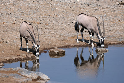 Oryx in etosha national park, namibia