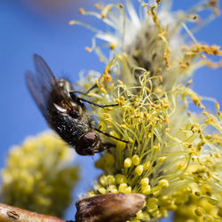 Close-up of fly on pollens