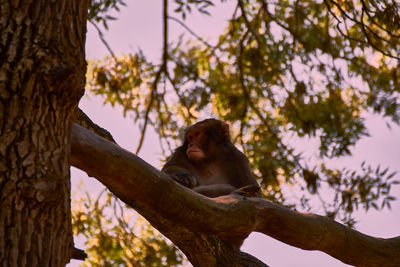 Low angle view of monkey sitting on tree trunk