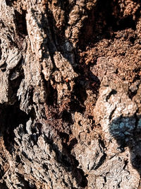 Full frame shot of tree trunk