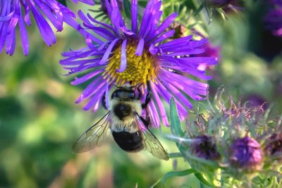 Close-up of bee on purple flower