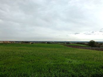 Scenic view of field against sky
