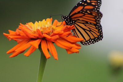 Close-up of butterfly pollinating on orange flower