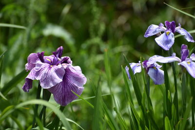 Close-up of purple flowering plant on field