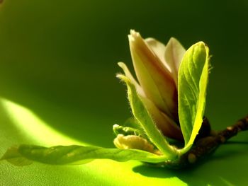 Close-up of green plant