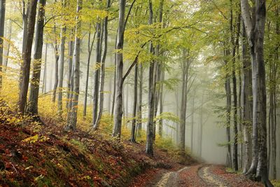 Trees in forest during autumn