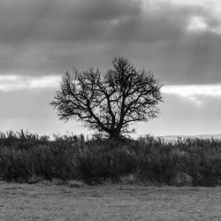 Bare tree on field against sky