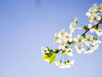 Close-up of white cherry blossoms against blue sky