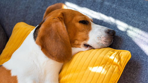 High angle view of dog resting at home