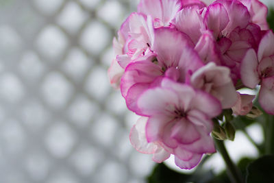 Close-up of pink cherry blossoms