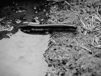 High angle view of turtle in water