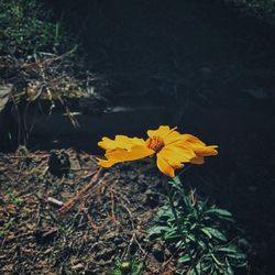 Close-up of yellow flowers