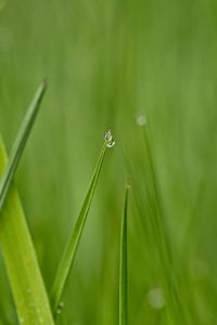 Close-up of insect on grass