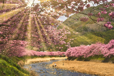 Cherry blossom avenue of ealry-blooming kawazu cherry