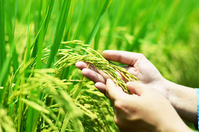 Cropped hand of person holding corn field