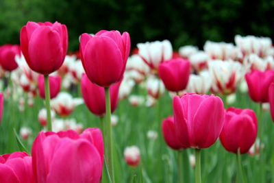 Close-up of tulips blooming in park