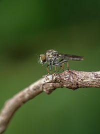 Close-up of insect on leaf