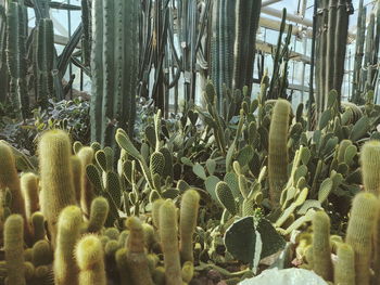 Close-up of succulent plants at sea