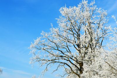 Low angle view of tree against blue sky