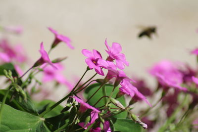Close-up of pink flowers
