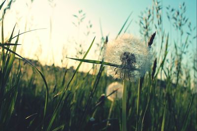 Close-up of grass growing on field