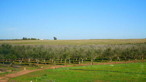 Scenic view of field against clear sky