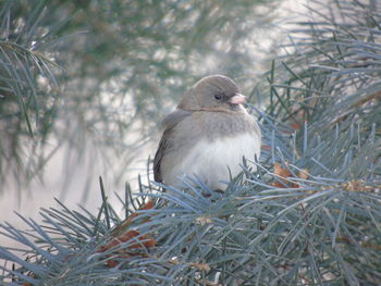 Close-up of bird perching on tree