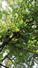 Low angle view of tree