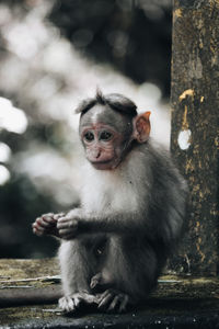 Close-up of monkey