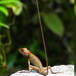 Bearded dragon on rock