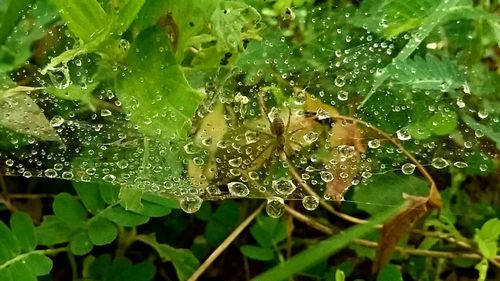 Close-up of water drops on leaf