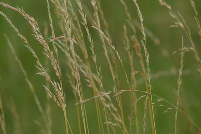 Close-up of wheat growing on field